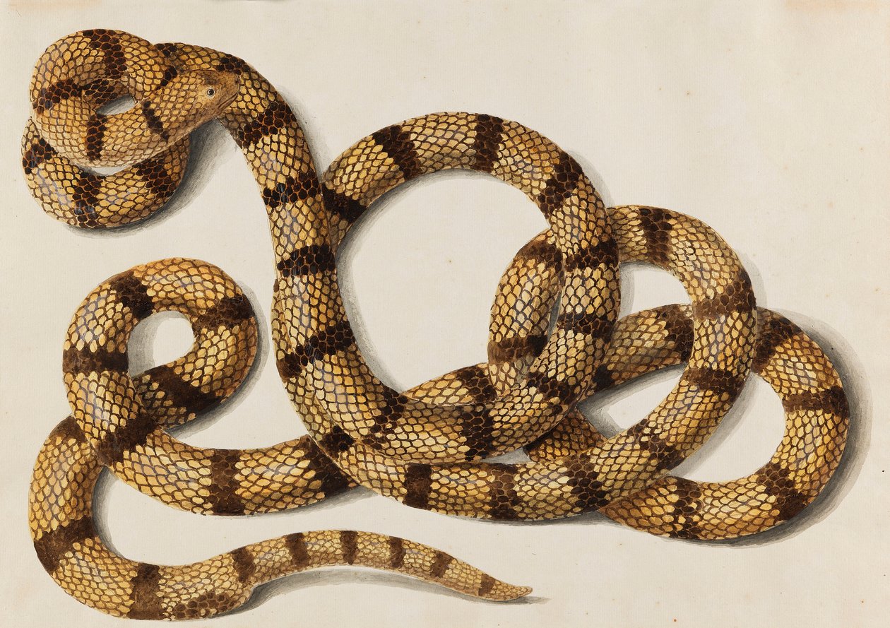 Snake, 1770-1780-luvut. tekijältä Franz Anton von Scheidel