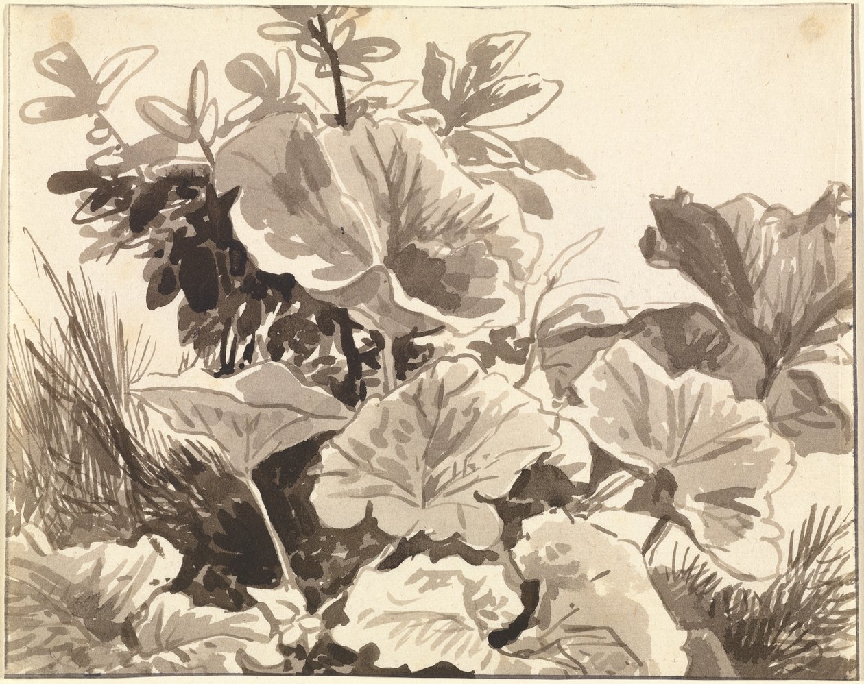 Coltsfoot-lehtien tutkimus tekijältä Franz Innocenz Kobell