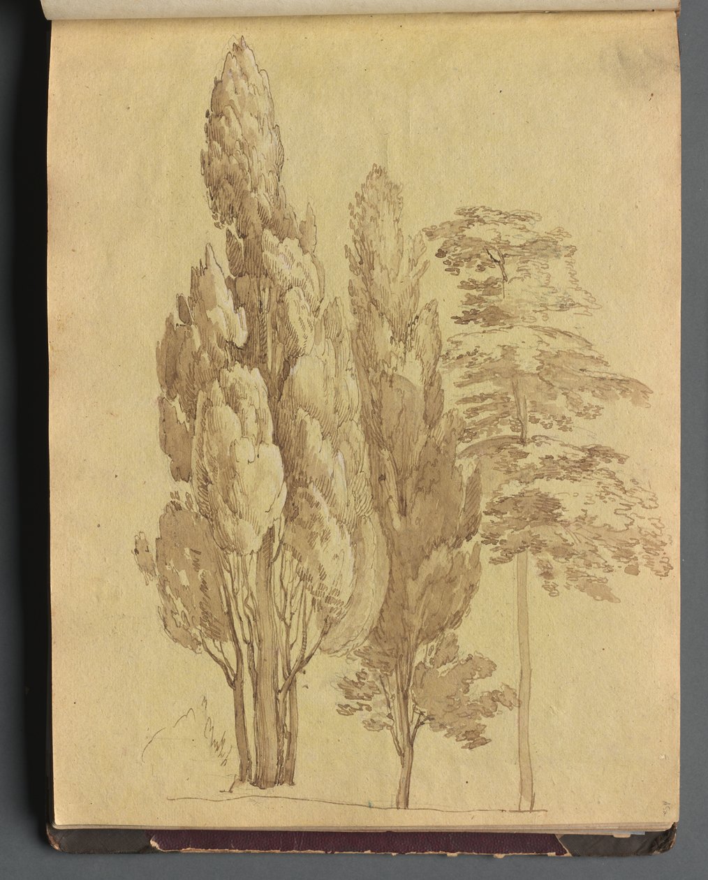 Albumi näkymistä Roomaan ja ympäristöön, Maisematutkimukset, sivu 15a: Puut tekijältä Franz Johann Heinrich Nadorp