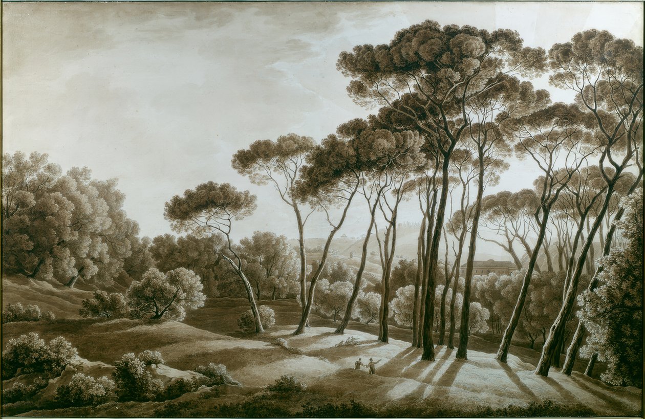 Villa Doria Pamphilin mäntyjen puita tekijältä Franz Kaisermann