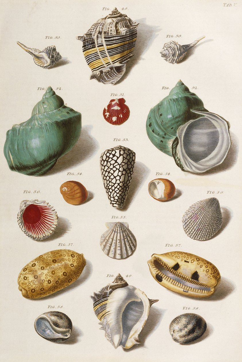 Erilaisia simpukankuoria, 1758 tekijältä Franz Michael Regenfus