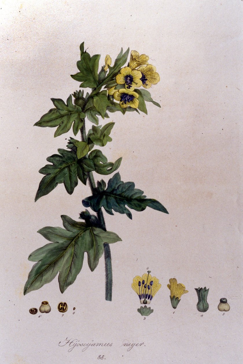 F. De Paola De Schrankin "Flora Monacensis" -kappaleesta. München 1816. tekijältä Franz Schrank