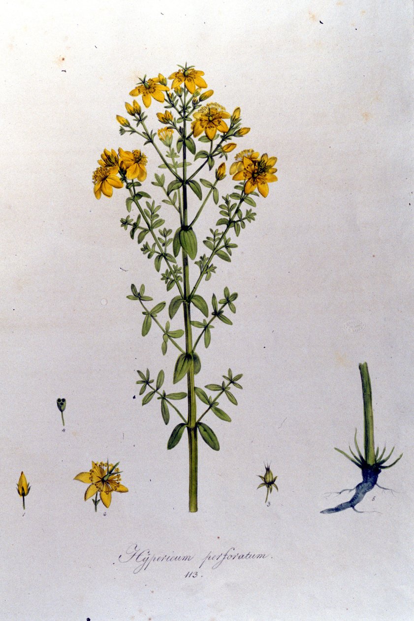 Hypericum tai mäkikuisma (mäkikuisma) F. De Paola De Schrankin teoksesta "Flora Monacensis". München 1816 tekijältä Franz Schrank