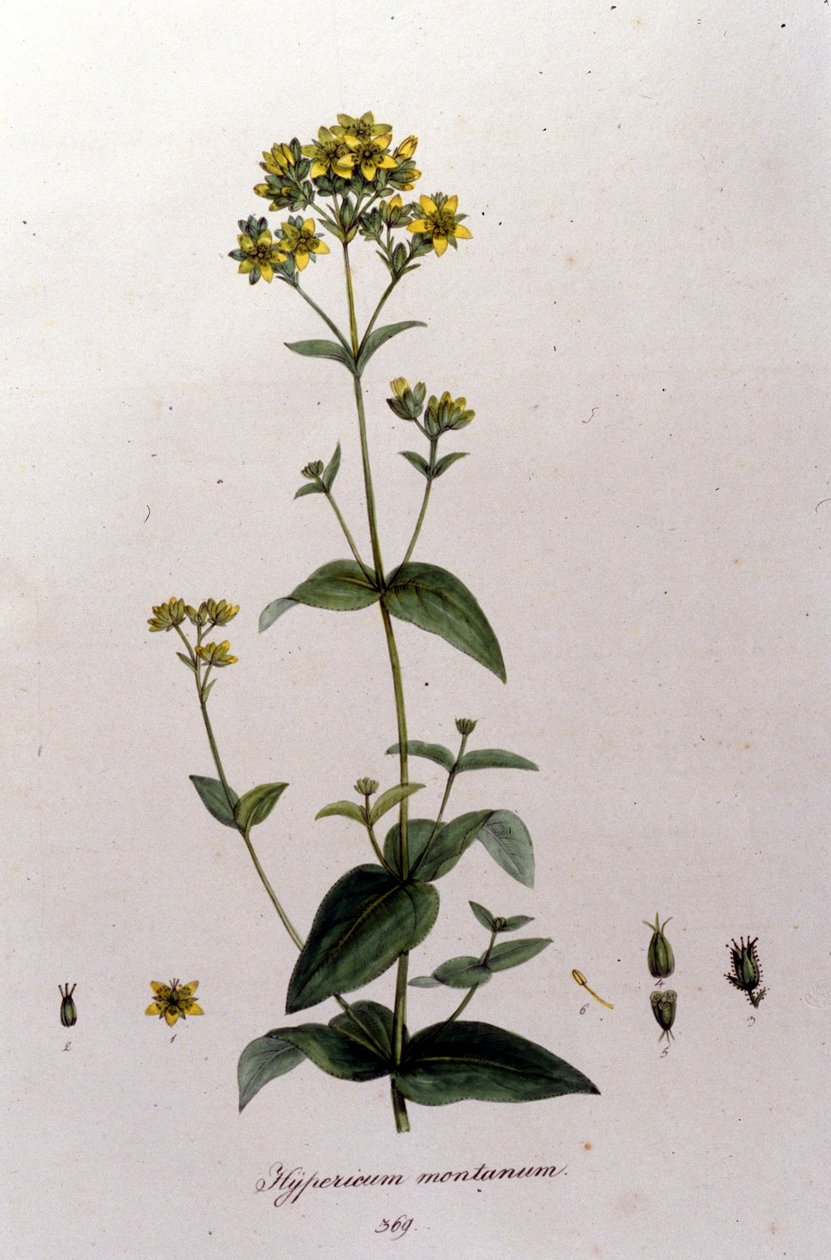 Vuorihypericum tai tuhatkuisma (mäkikuisma) F. De Paola De Schrankin teoksesta "Flora Monacensis". München 1816 tekijältä Franz Schrank