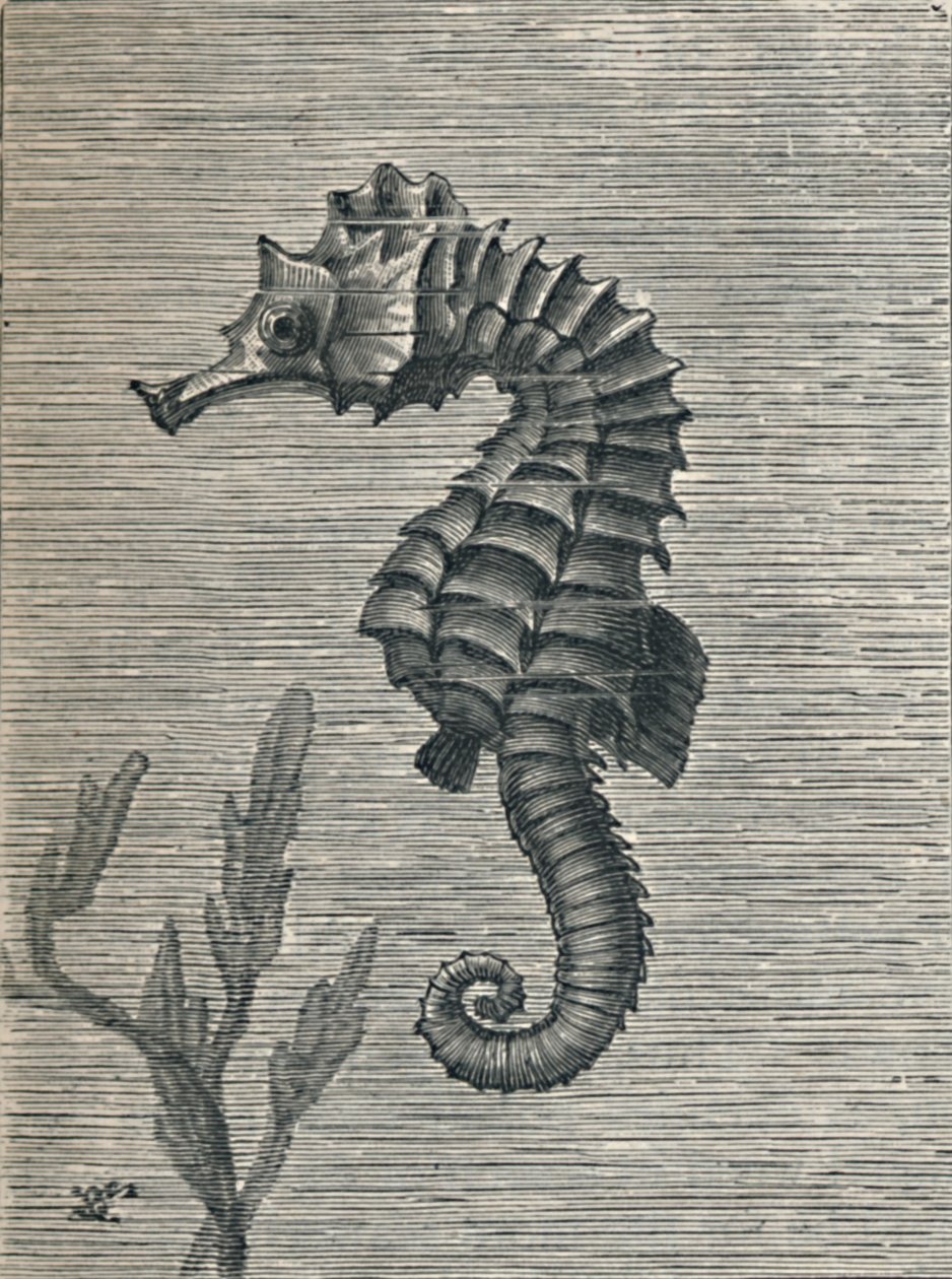 "Merihevonen, peittämätön, rauhallisesti uiva", c1900, 1910 tekijältä Fred Enock