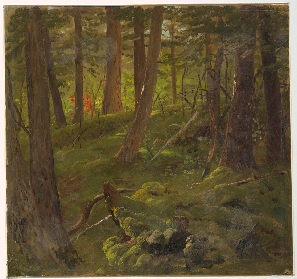 Piirustus, viidakon kasvillisuus, 1865 tekijältä Frederic Edwin Church
