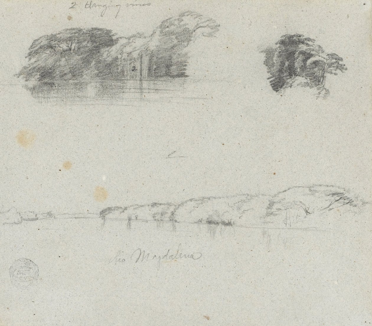 Luonnoksia puista, viiniköynnöksistä ja Rio Magdalenan pankista, Kolumbia tekijältä Frederic Edwin Church