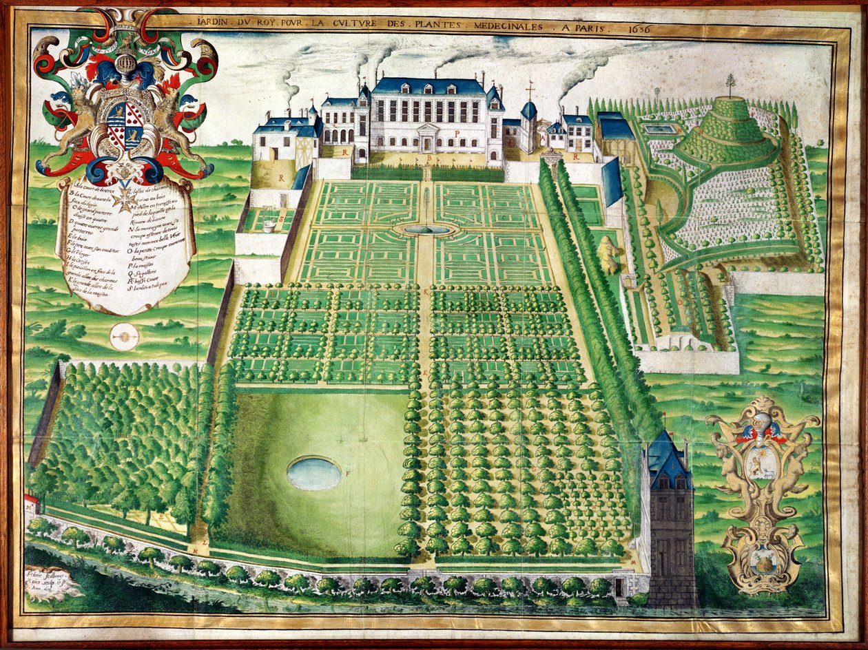 Kings Medicinal Plant Garden, 1636 (kaiverrus perunakalvoon) tekijältä Frederic Scalberge