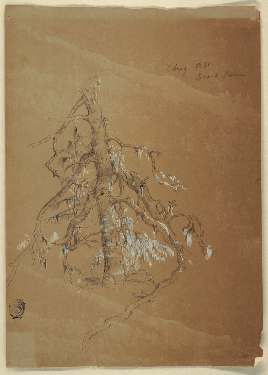 Gnarled Evergreen, Grand Manan, Kanada tekijältä Frederic Edwin Church
