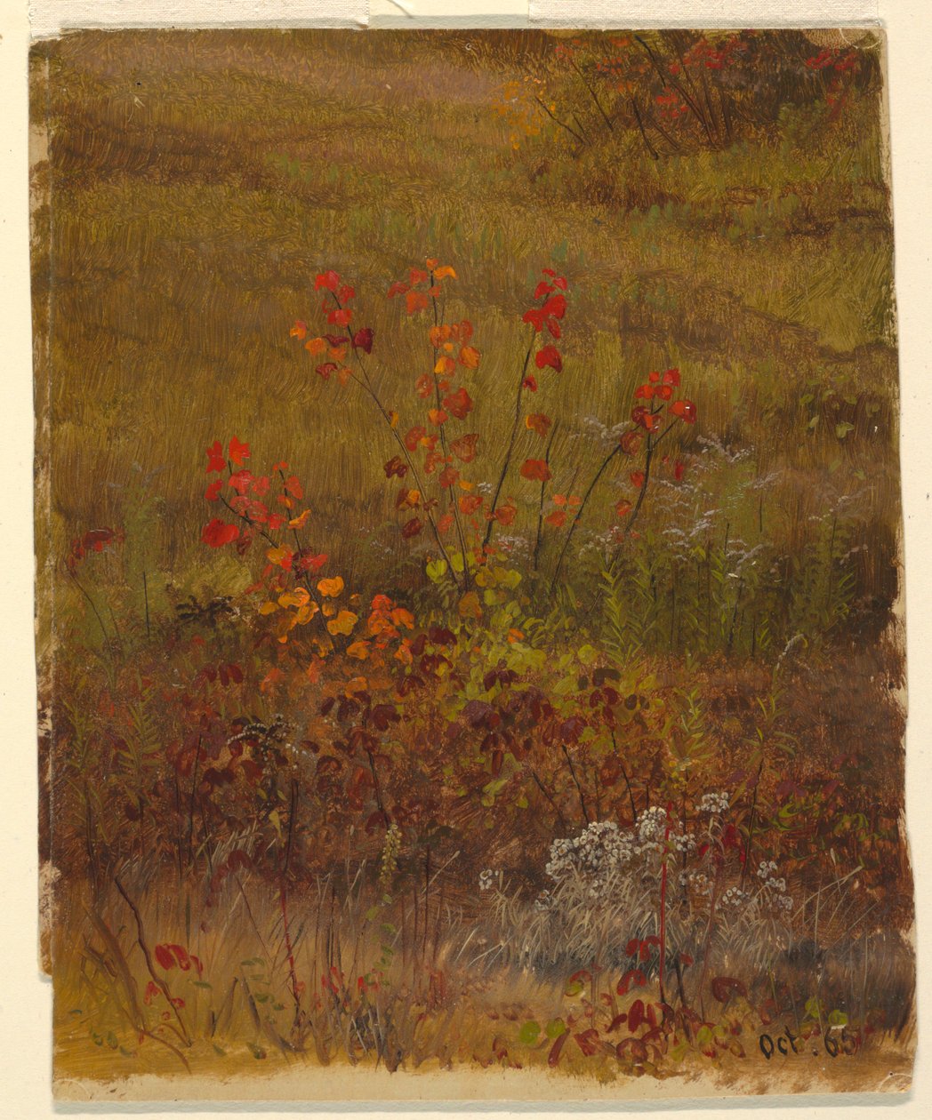 Kasvitieteelliset tutkimukset tekijältä Frederic Edwin Church