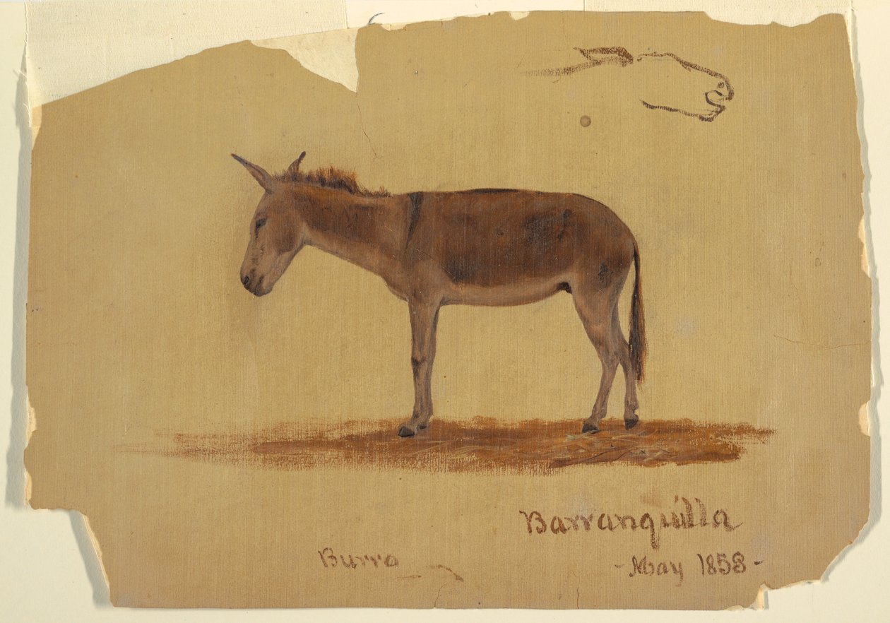 Piirros, Aasi, Baranquilla, Kolumbia, toukokuu 1853. tekijältä Frederic Edwin Church