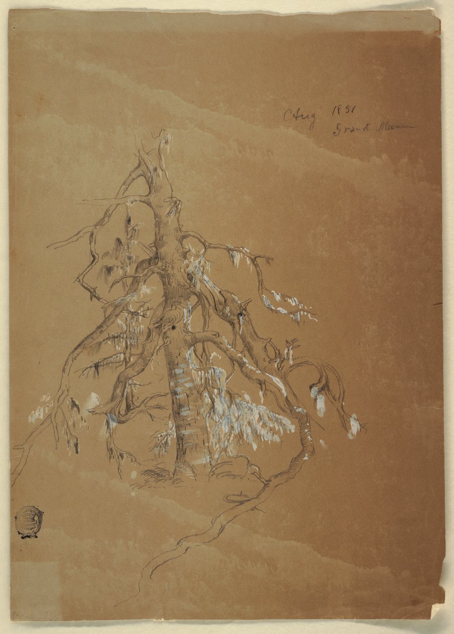Piirros, A Gnarled Evergreen, Grand Manan, Kanada, elokuu 1851. tekijältä Frederic Edwin Church