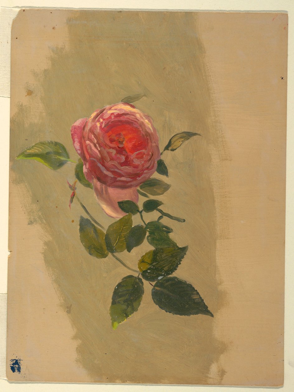 Piirros, Ruusun oksa, 1860-70 tekijältä Frederic Edwin Church