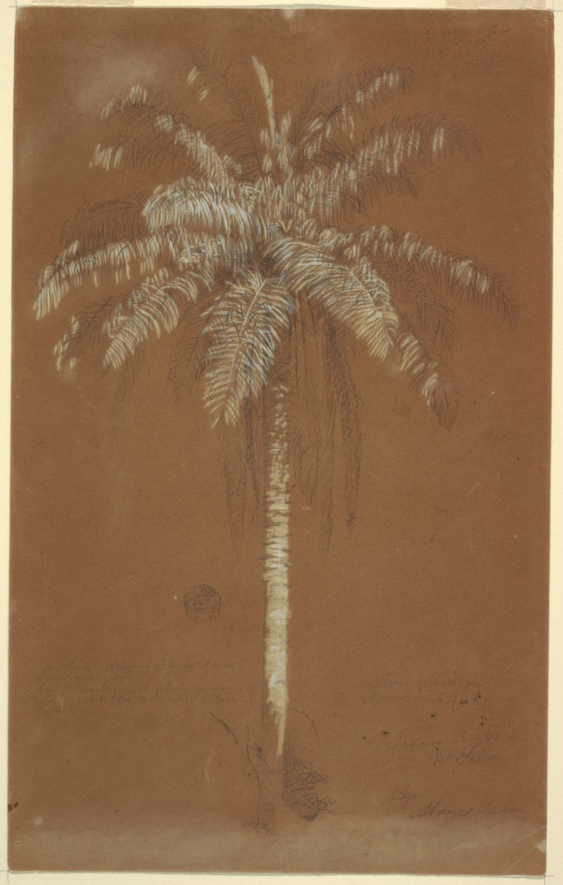 Piirros, Abaye-kämmen, Salus-vuori, Jamaika, kesäkuu 1865. tekijältä Frederic Edwin Church