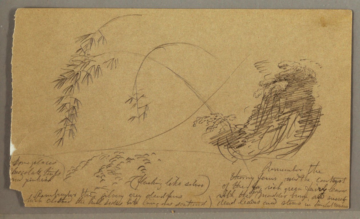 Piirros, Bambumaiset oksat, mahdollisesti 1865-66. tekijältä Frederic Edwin Church