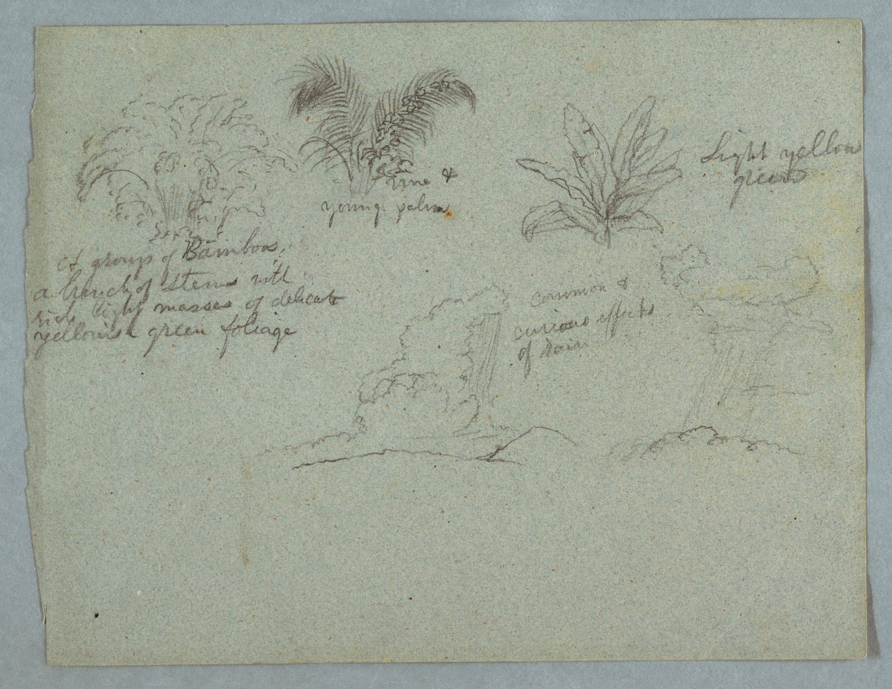 Piirros, bambuja, viiniköynnös ja nuori palmu, kasvi, ja kaksi kohtausta pilvistä putoavasta sateesta harjanteiden yllä, Rio Magdalena, Kolumbia, 1853, luultavasti toukokuu. tekijältä Frederic Edwin Church