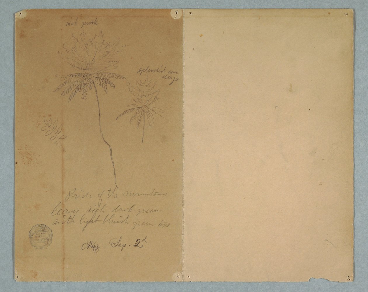 Piirustus, Kasvitieteellisiä luonnoksia: oksa, puu ja puun latva, Etelä-Amerikka, 2. syyskuuta 1853. tekijältä Frederic Edwin Church
