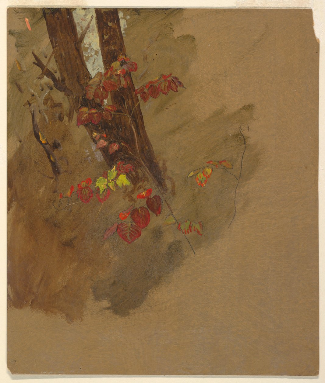 Piirustus, kasvitieteellisiä tutkimuksia, 1860-70 tekijältä Frederic Edwin Church