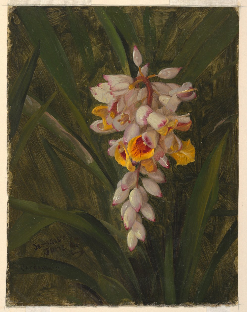 Piirros, "Cardamum", 1865 tekijältä Frederic Edwin Church