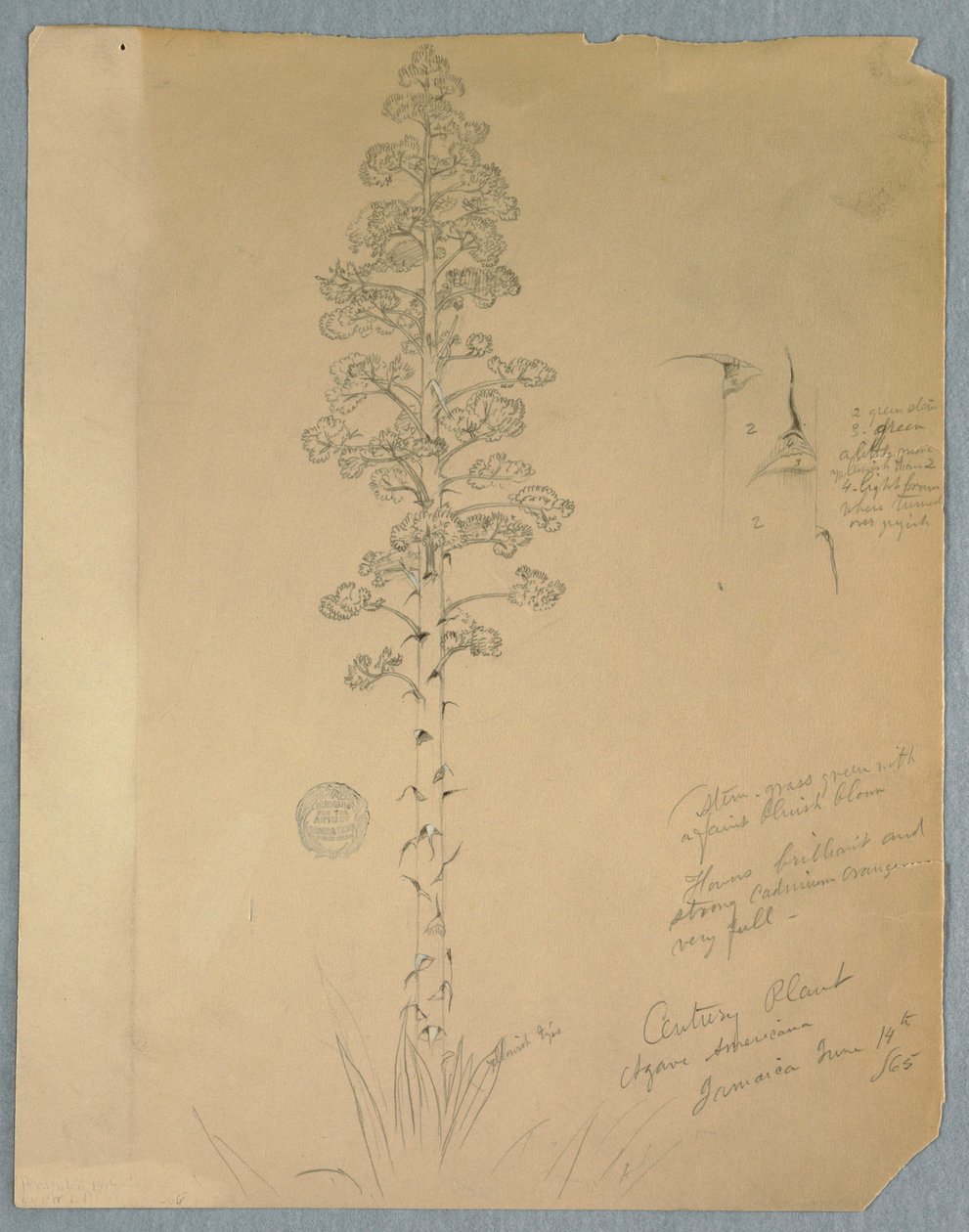 Piirros, Century Plant, Agave Americana, Jamaika, 14. kesäkuuta 1865. tekijältä Frederic Edwin Church