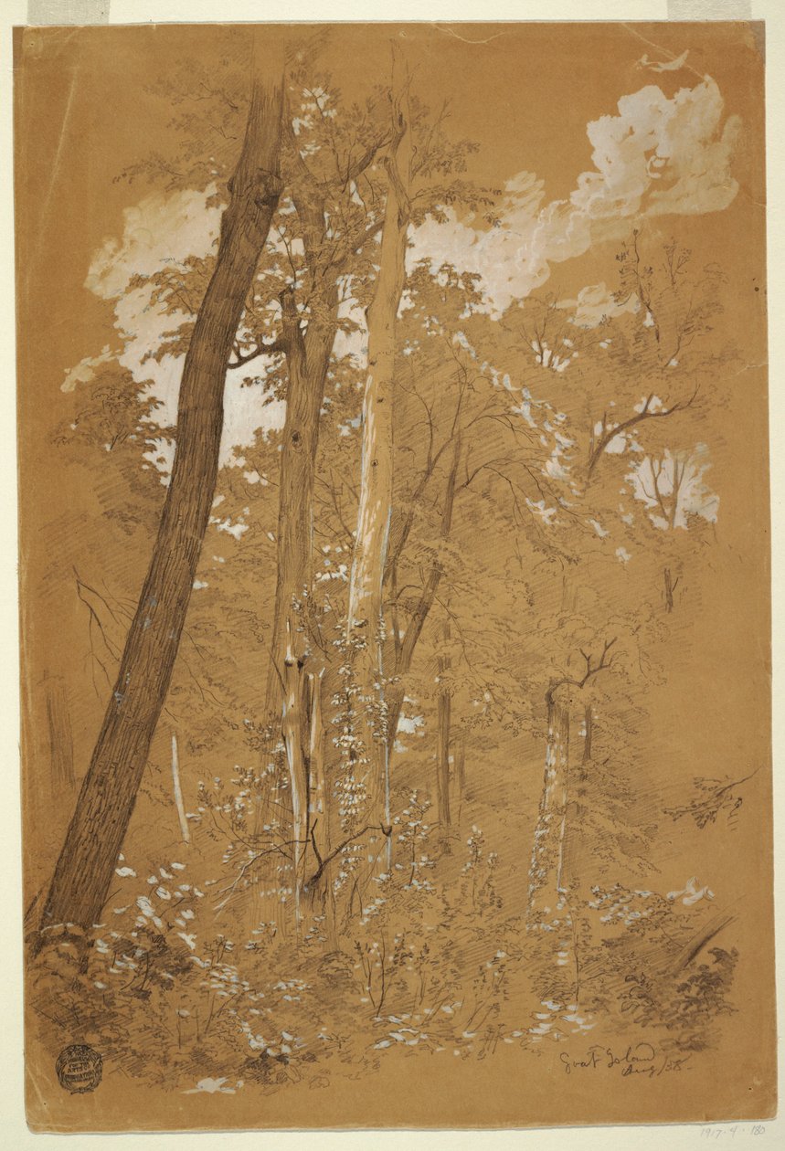 Piirustus, kastanjapuita Goat Islandilla, Niagara -joella, New York, elokuu 1858 tekijältä Frederic Edwin Church