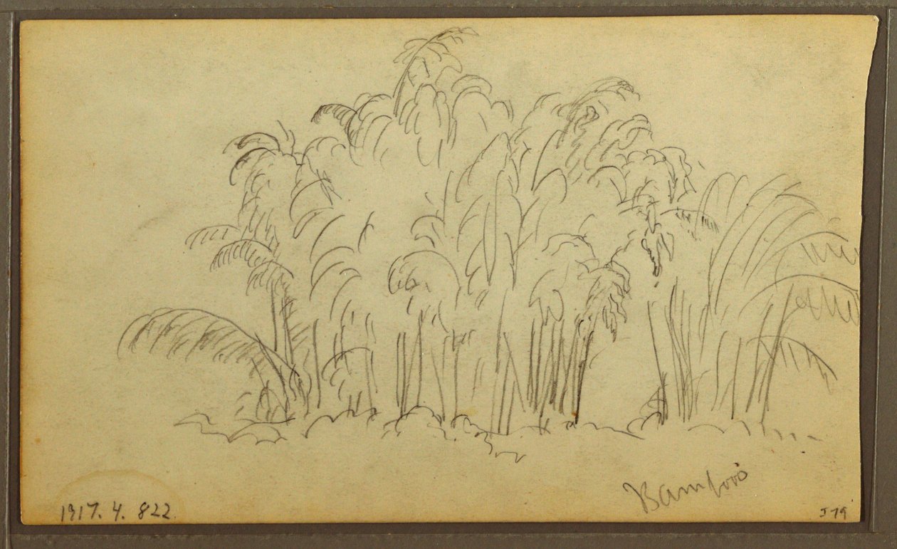 Piirros, lehmät maisemassa; kääntöpuoli: Bambu, 1857 tekijältä Frederic Edwin Church