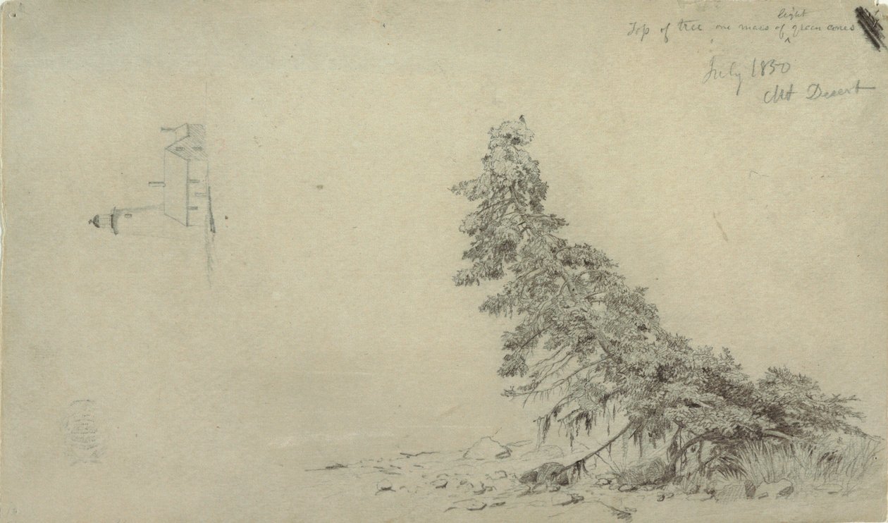 Piirros, Evergreen Tree Near the Shore with a Detail of the Lighthouse and a House, Mount Desert, Maine, heinäkuu 1850. tekijältä Frederic Edwin Church
