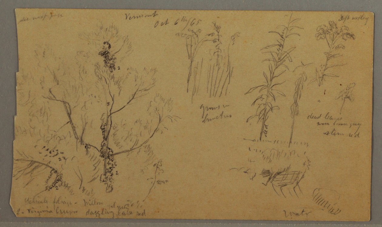Piirustus, Flora Studies, 6. lokakuuta 1865. tekijältä Frederic Edwin Church