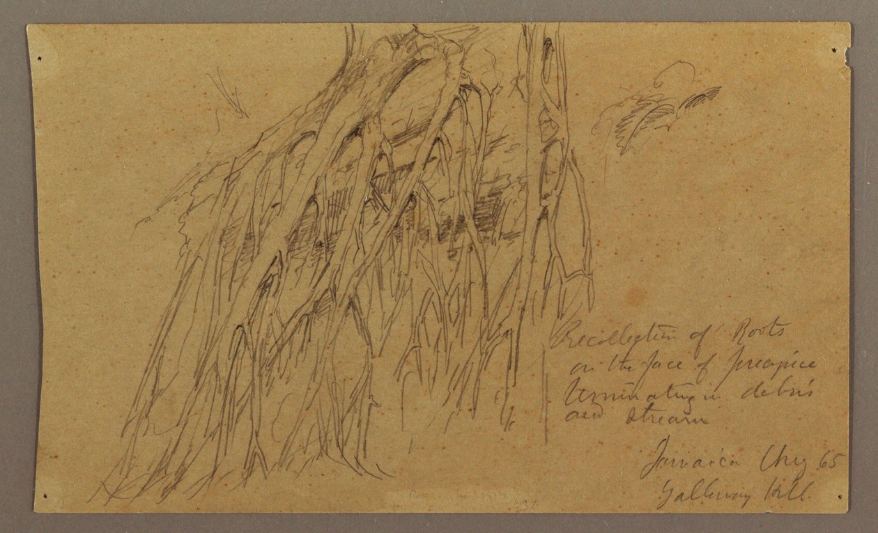Piirros, Roikkuvat juuret, Galleway Hill, elokuu 1865. tekijältä Frederic Edwin Church