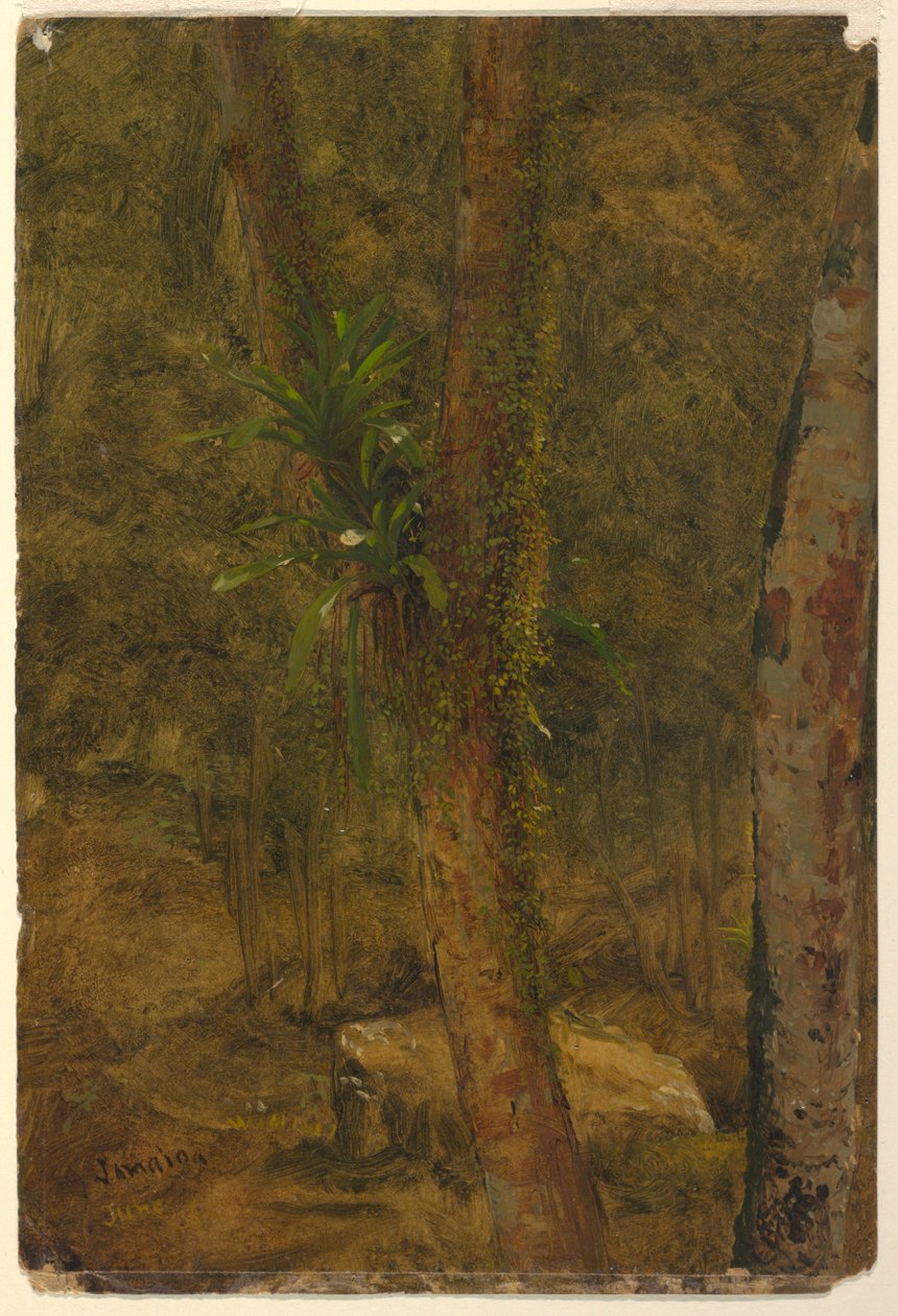 Piirros, viidakkokohtaus, kesäkuu 1865 tekijältä Frederic Edwin Church