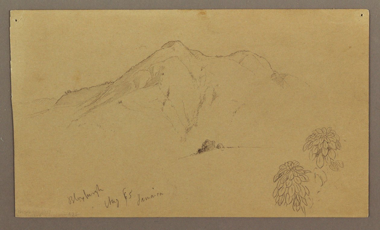 Piirros, maisema, kasveja, Bloxburgh, elokuu 1865. tekijältä Frederic Edwin Church