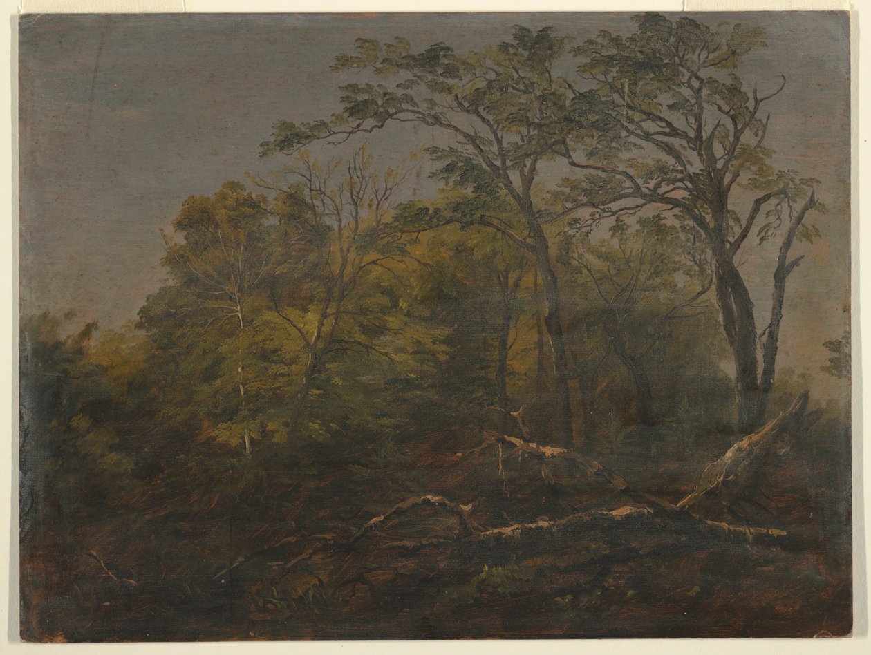 Piirros, Mainen metsät, 1845-55 tekijältä Frederic Edwin Church