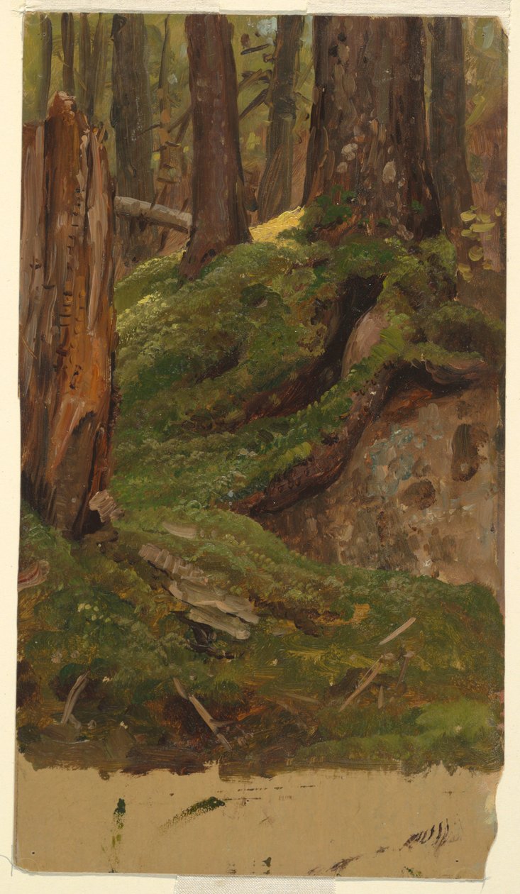 Piirros, Maine  metsä, 1855-65 tekijältä Frederic Edwin Church