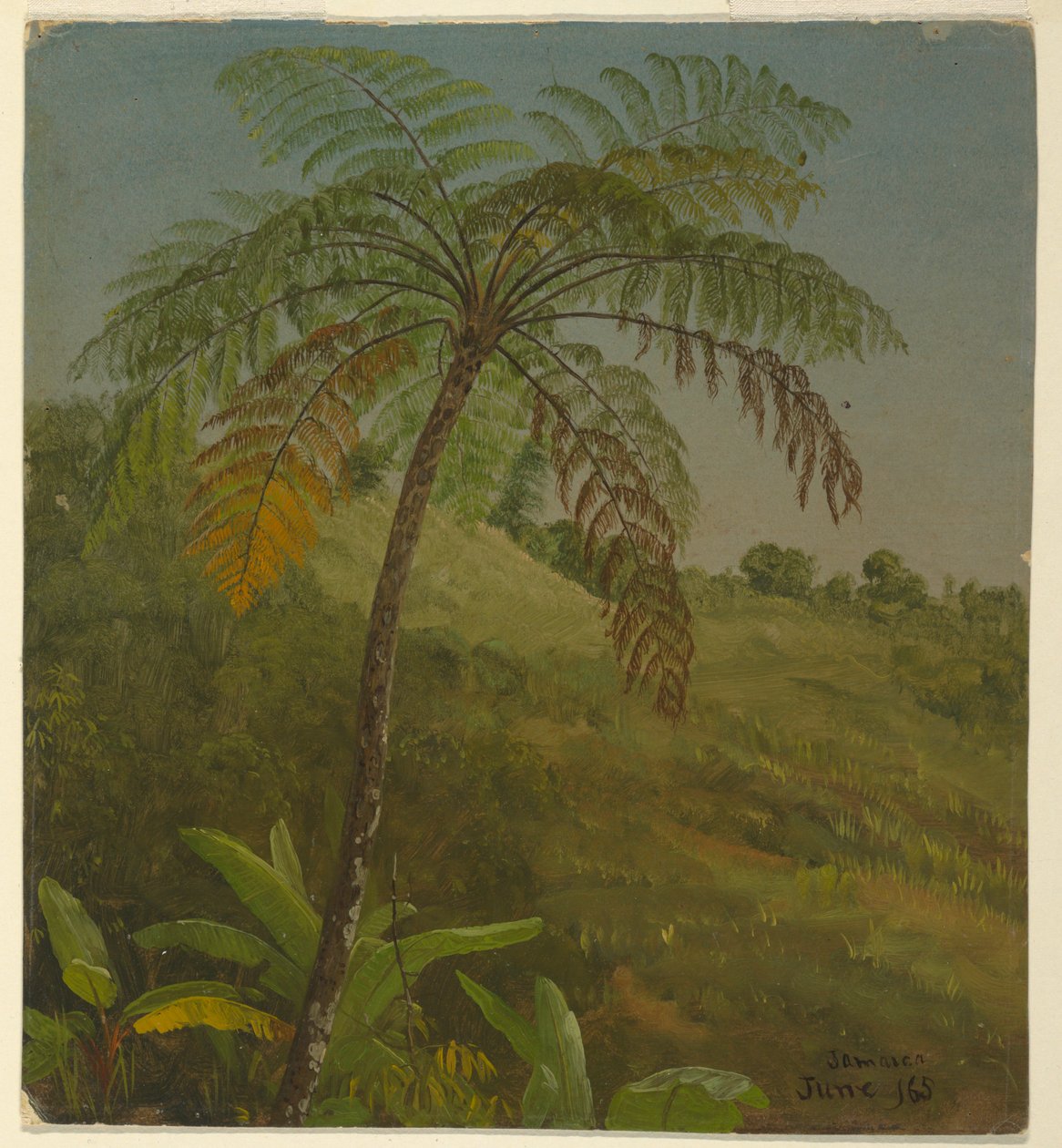 Piirros, Palmu, Jamaika, kesäkuu 1865 tekijältä Frederic Edwin Church