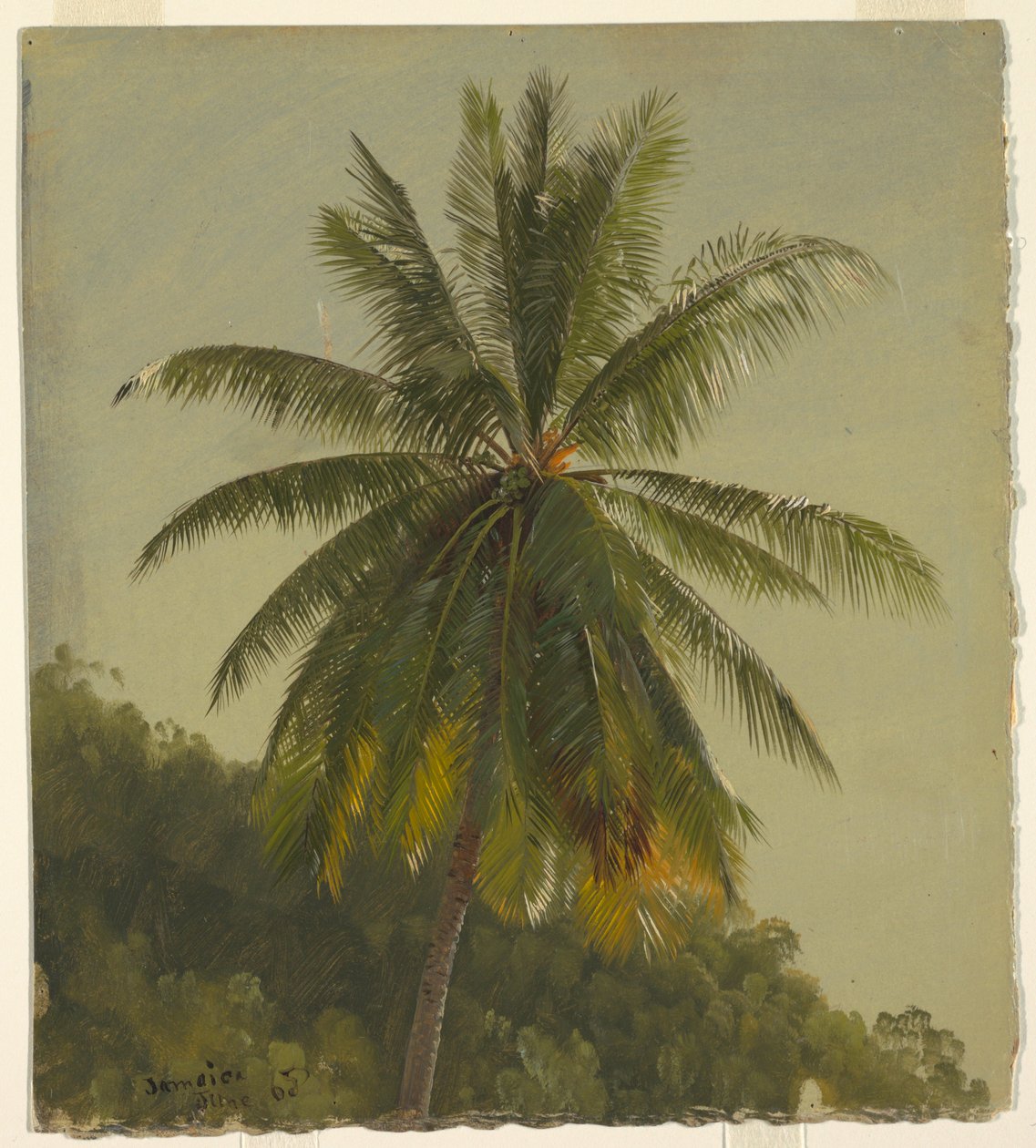 Piirros, palmuja, Länsi-Intia, kesäkuu 1865, 1865 tekijältä Frederic Edwin Church