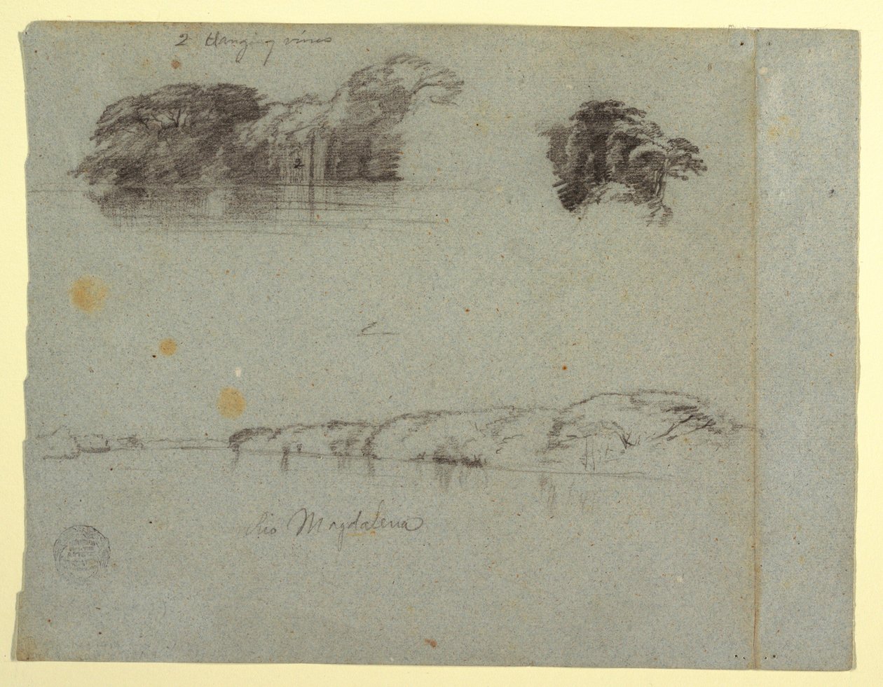 Piirros, Luonnoksia puista, viiniköynnöksistä ja Rio Magdalenan rannasta, Kolumbia, 1853, luultavasti toukokuu. tekijältä Frederic Edwin Church
