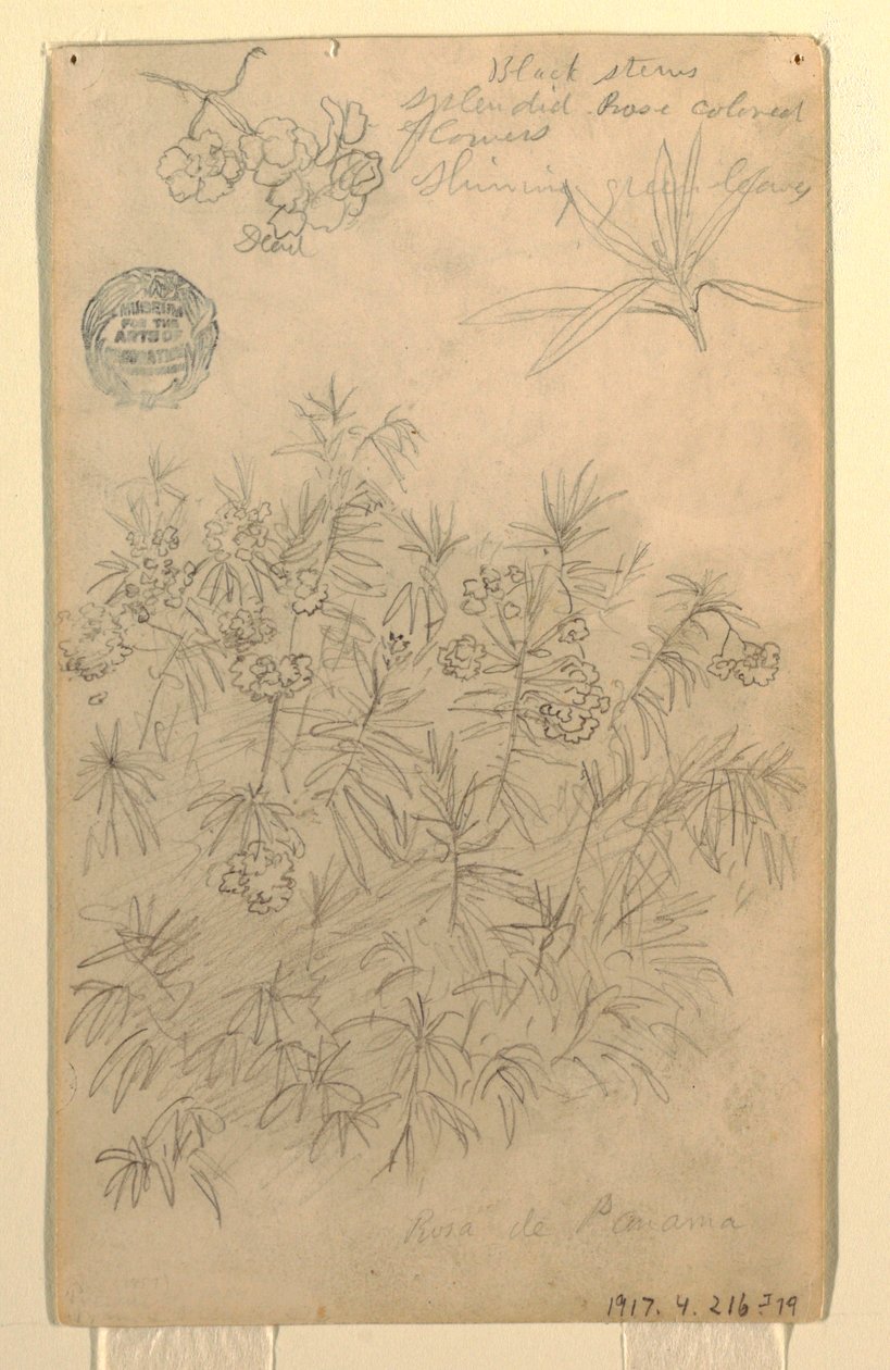 Piirustus, Tutkimus Rosa de Panama- eli Oleander-kasvista, touko-kesäkuu 1857. tekijältä Frederic Edwin Church