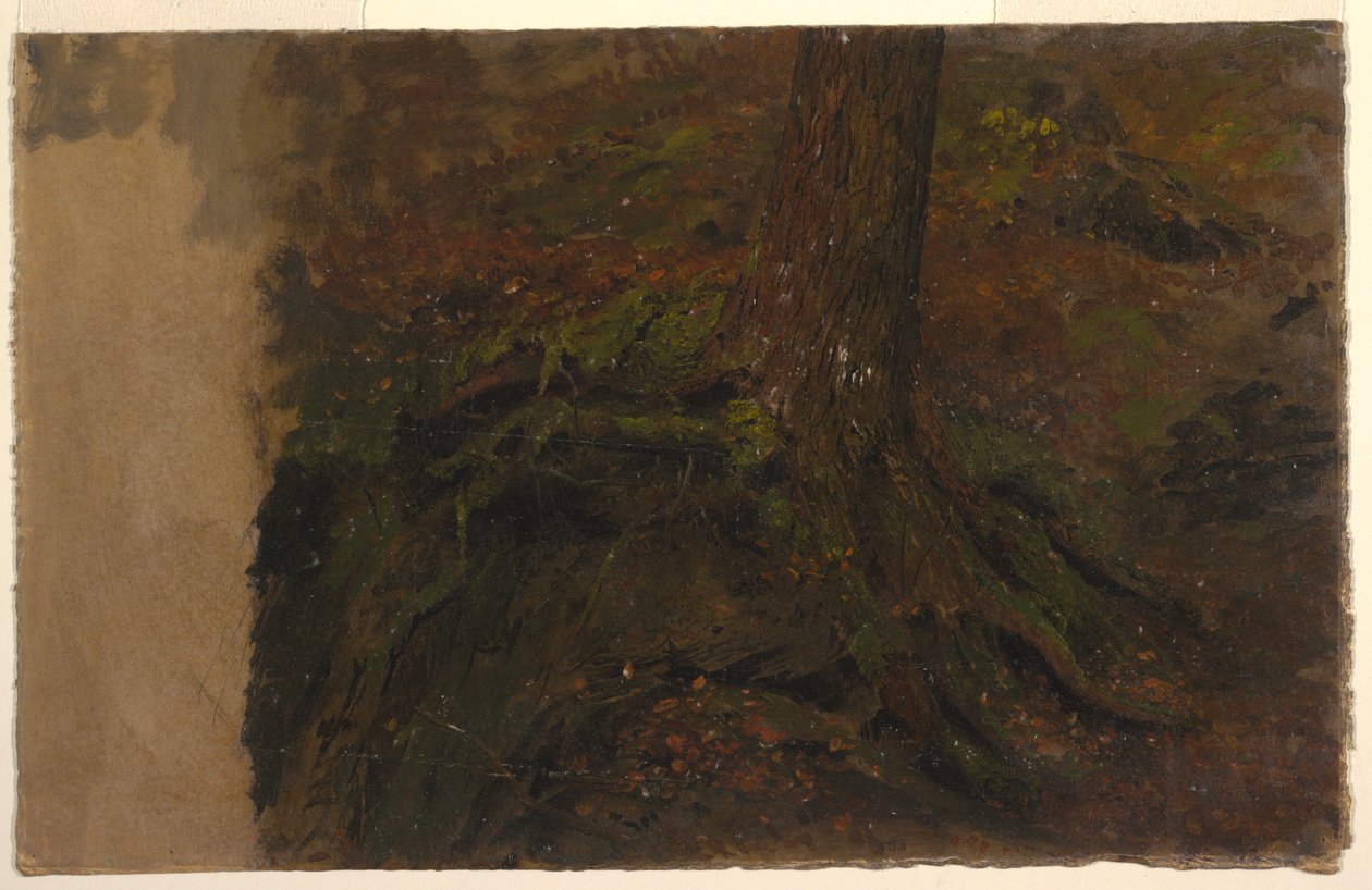 Piirros, Tutkimus puunrungosta, 1850-60 tekijältä Frederic Edwin Church