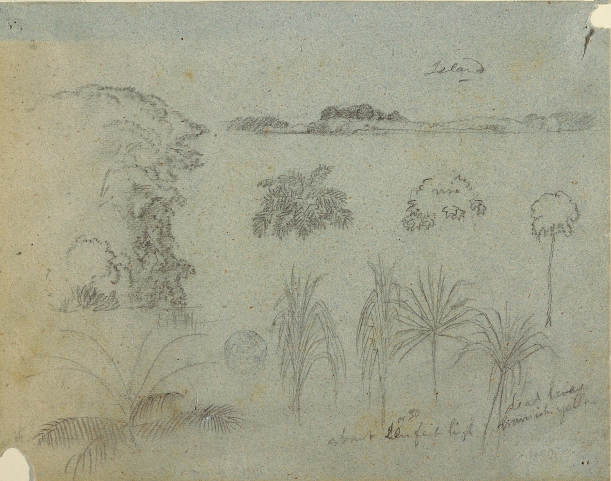 Piirros, Tutkimus, jossa on puiden latvoja, puita, viisi kasvimallia ja kaukainen saari, n. 1852-53. tekijältä Frederic Edwin Church