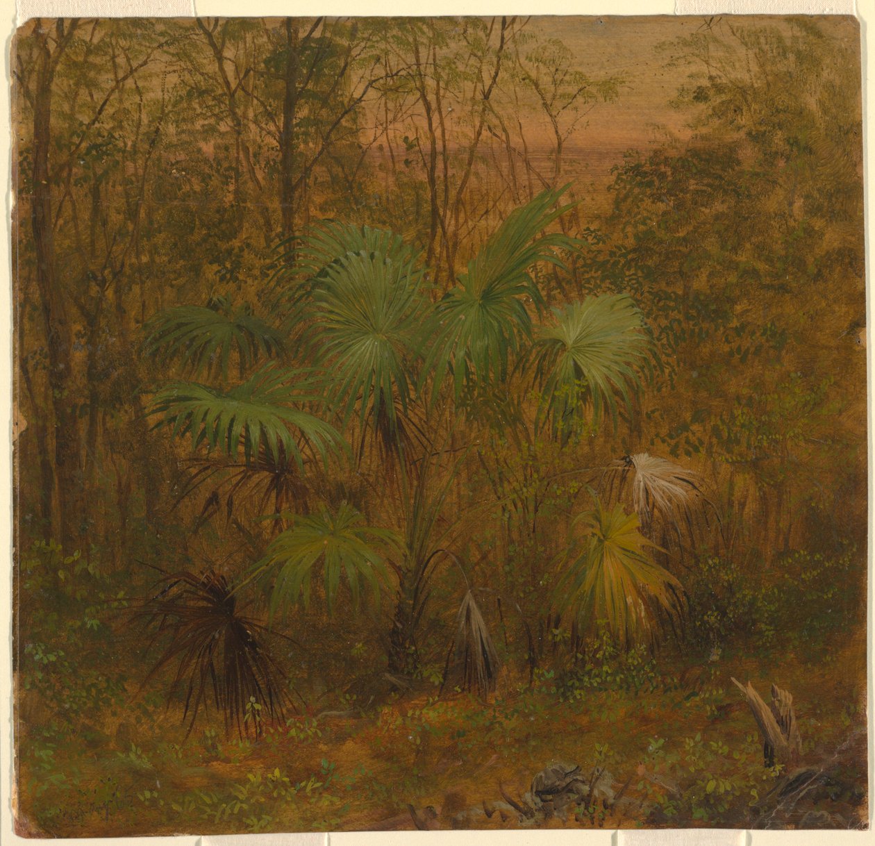 Piirros, Thatch Palm, Jamaika, toukokuu 1865. tekijältä Frederic Edwin Church