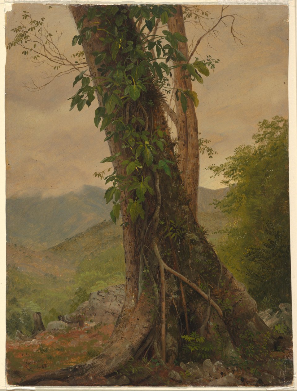 Piirros, Puu, jossa köynnöksiä, Jamaika, Länsi-Intia, toukokuu 1865. tekijältä Frederic Edwin Church