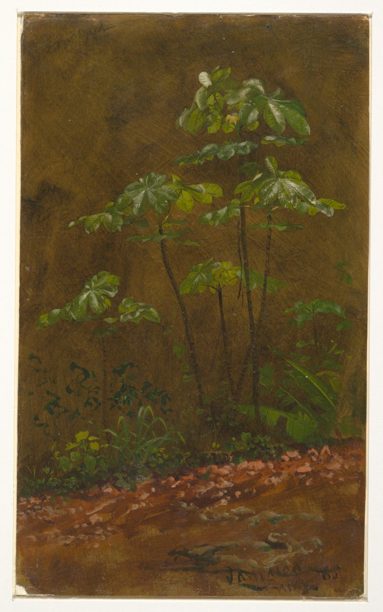 Piirros, "Trumpet Tree", toukokuu 1865. tekijältä Frederic Edwin Church