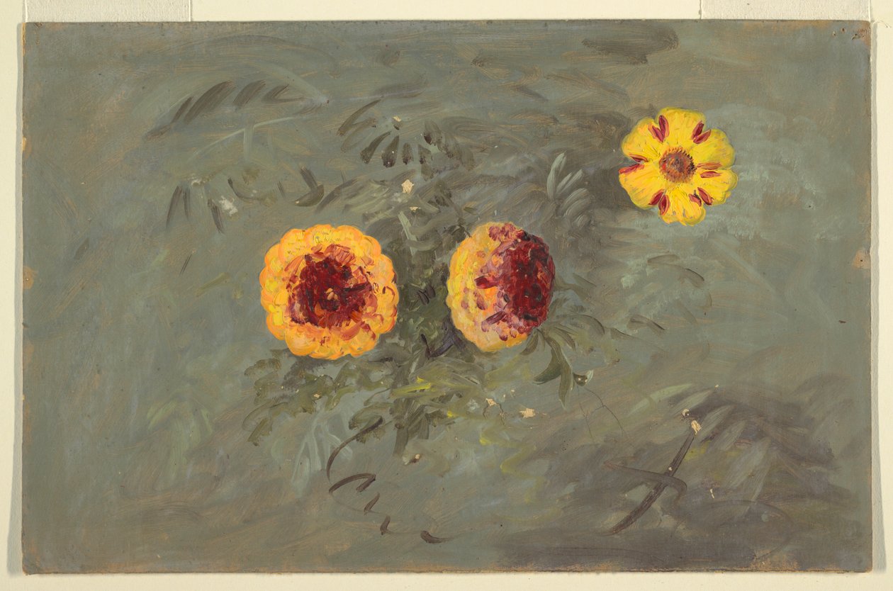 Piirros, Zinnias, 1860-70 tekijältä Frederic Edwin Church