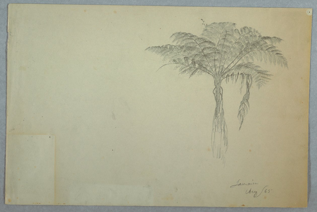 Fern Tree Study, Jamaika tekijältä Frederic Edwin Church