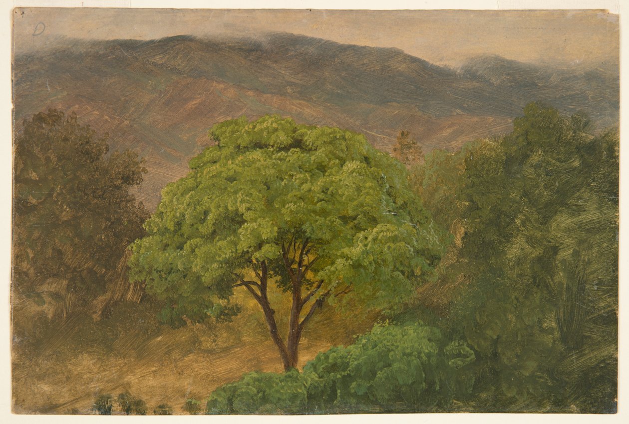 Genip Tree in the Mountains, Jamaika tekijältä Frederic Edwin Church