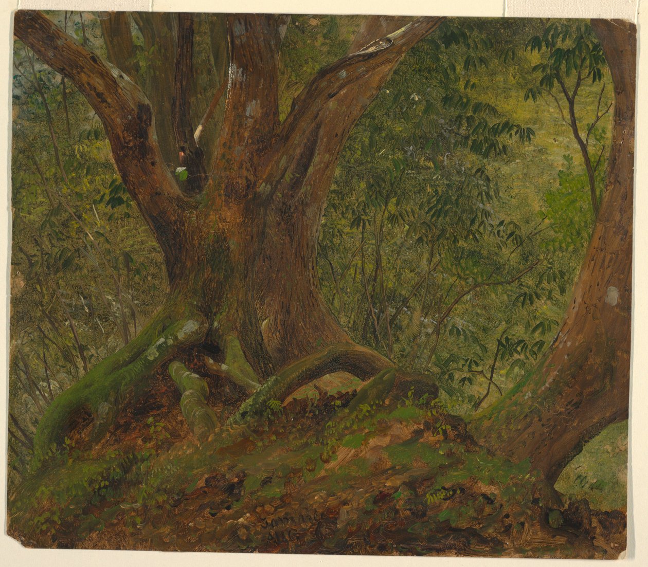 Metsässä, Jamaikalla tekijältä Frederic Edwin Church