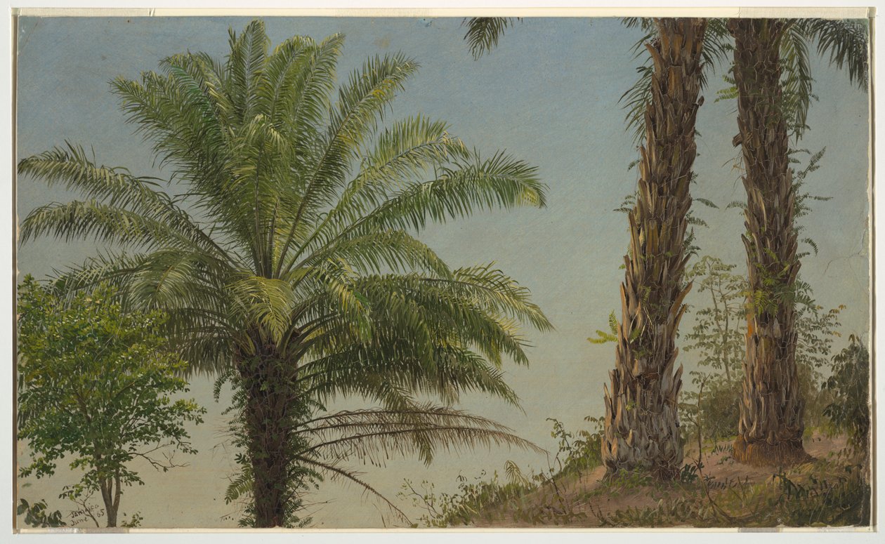 Palmut, Jamaika tekijältä Frederic Edwin Church