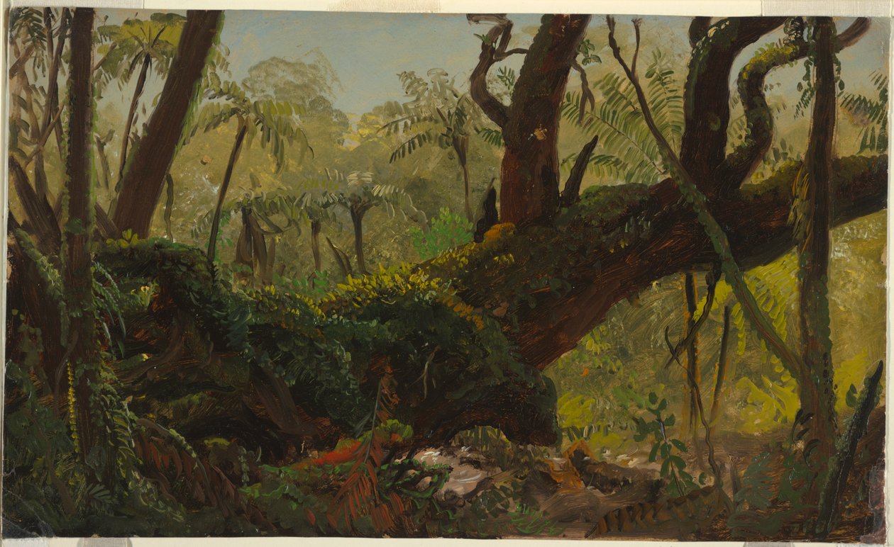 Sademetsä, Jamaika tekijältä Frederic Edwin Church