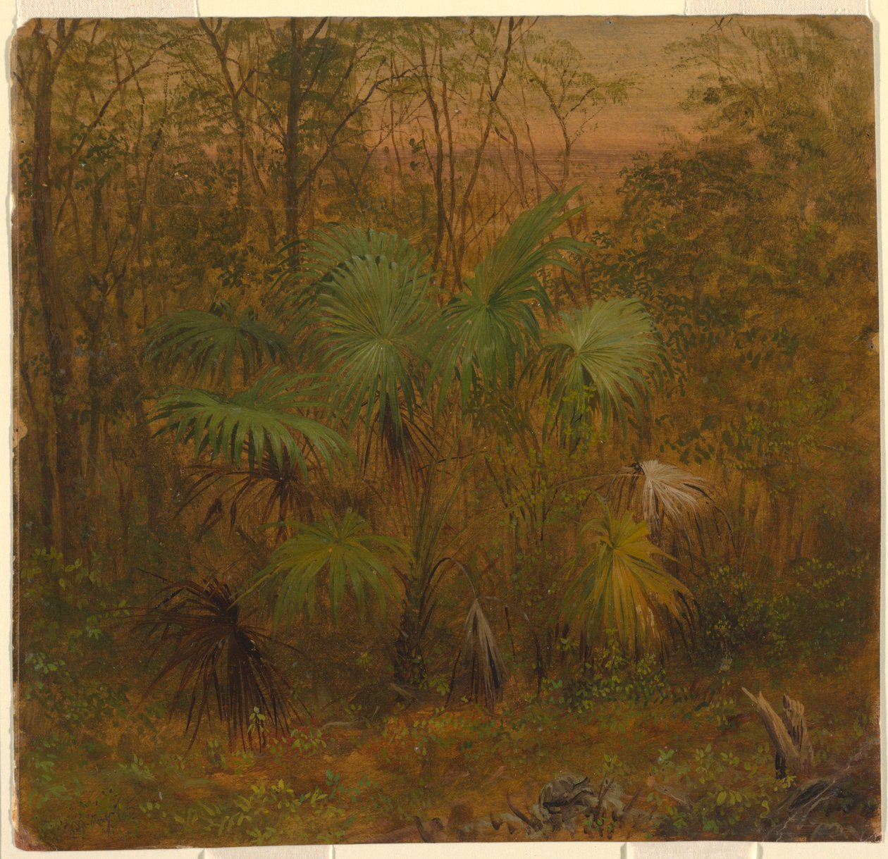 Thatch Palm, Jamaika tekijältä Frederic Edwin Church