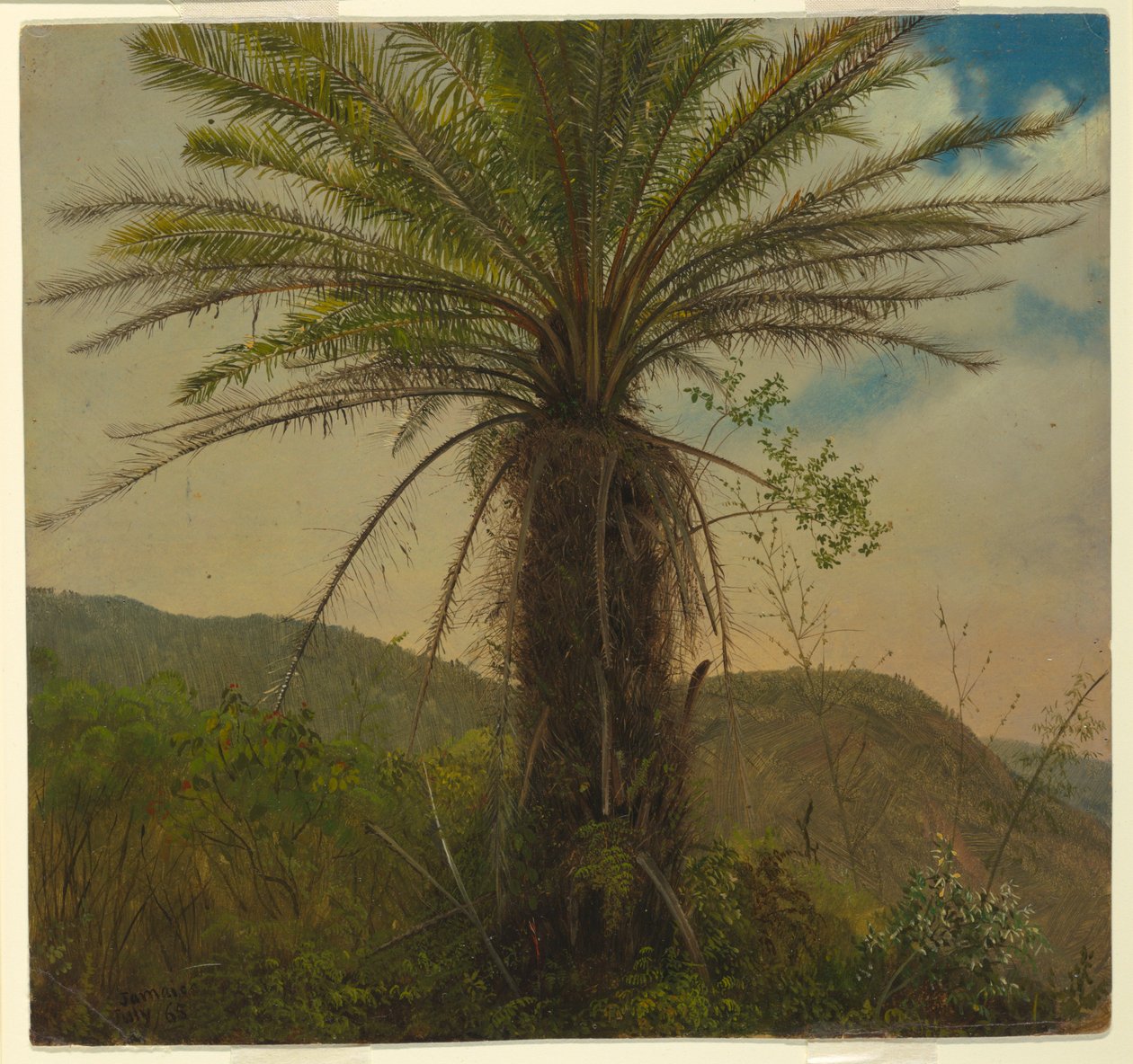 Tree Fern, Jamaika, heinäkuu 1865 tekijältä Frederic Edwin Church